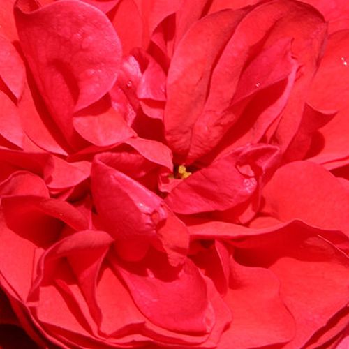 Rosa Cherry Girl® - trandafir cu parfum intens - Trandafir copac cu trunchi înalt - cu flori tip trandafiri englezești - roșu - Tim Hermann Kordes  - coroană tufiș - ,-
